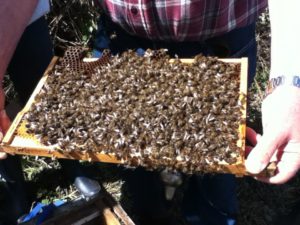 Breeshey bees 003